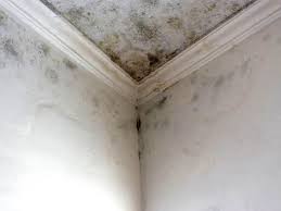 Reliable Stoneville, NC Mold Prevention & Removal  Solutions