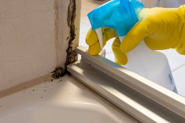 Why You Should Choose Our Mold Remediation Services in Stoneville, NC